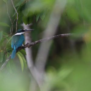 Collared Kingfisher