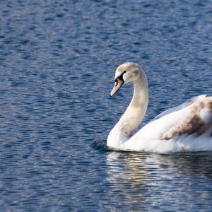 Höckerschwan