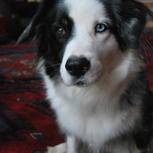 Australian Shepherd