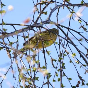 Yellowhammer