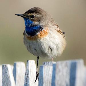 Bluethroat