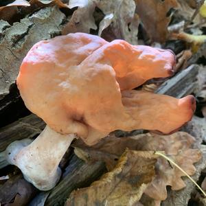 Saddle-shaped False Morel