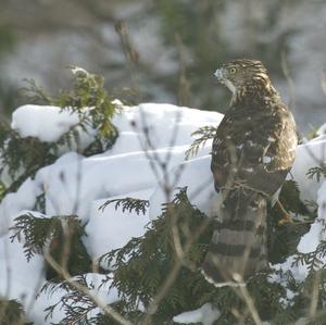 Cooper's Hawk