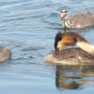 Great Crested Grebe