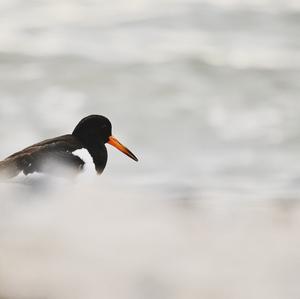 Eurasian Oystercatcher