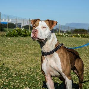 American Pit Bull Terrier