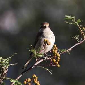 Red-backed Shrike