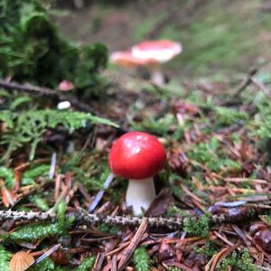 Emetic Russula