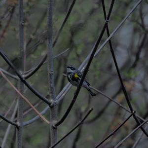 Common Yellowthroat