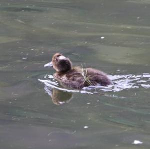 Tufted Duck