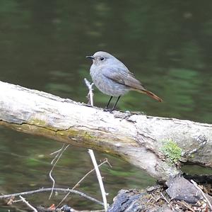 Black Redstart