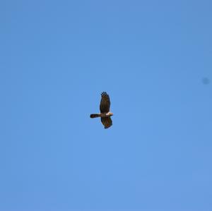 Northern Harrier