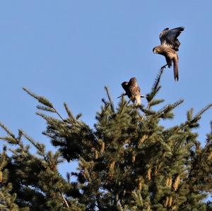 Common Kestrel