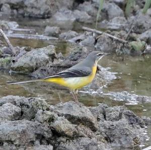 Grey Wagtail