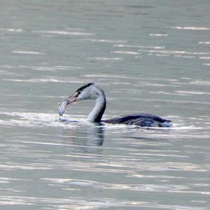 Great Crested Grebe