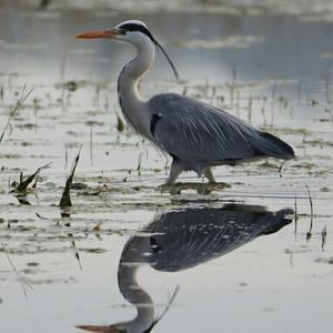 Grey Heron