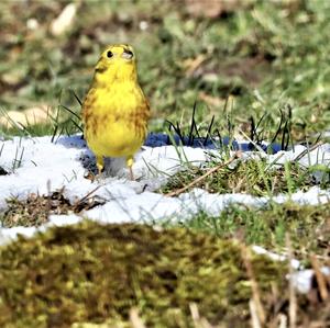 Yellowhammer