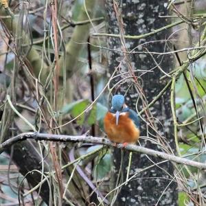 Common Kingfisher