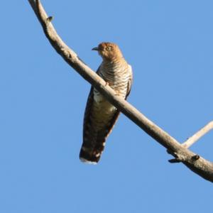 Common Cuckoo