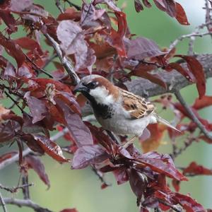 House Sparrow