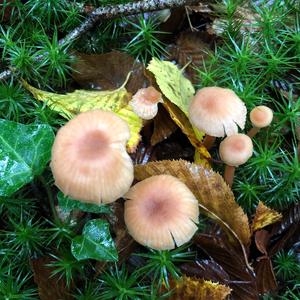 Tufted Collybia