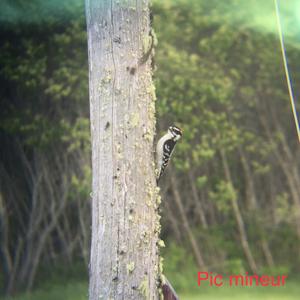 Downy Woodpecker