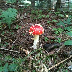 Fly Agaric