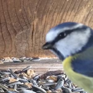 Blue Tit