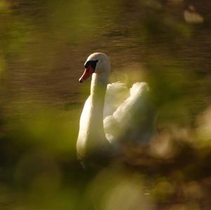 Mute Swan