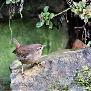 Winter Wren