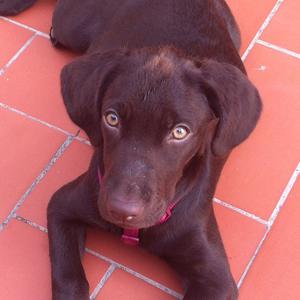 Unknown Breed