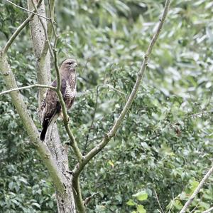 Common Buzzard