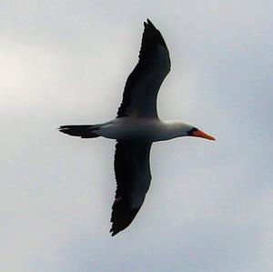 Nazca Booby