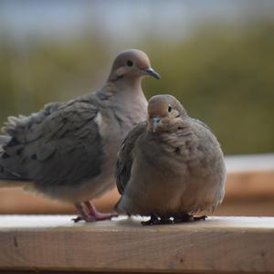 Mourning Dove