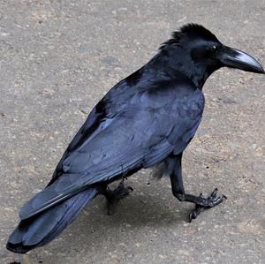 Large-billed Crow