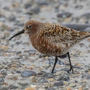 Curlew Sandpiper