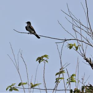 Eastern Kingbird