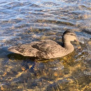 American Black Duck