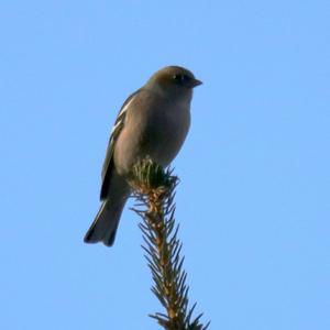 Eurasian Chaffinch