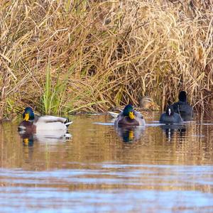 Mallard