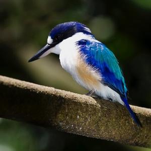 Forest Kingfisher