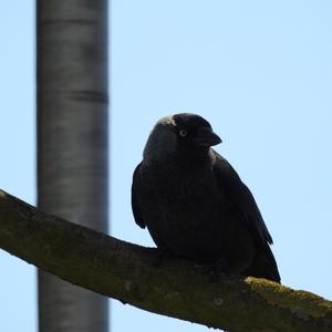 Eurasian Jackdaw