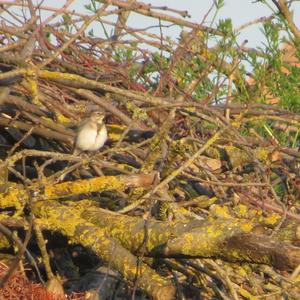 White Wagtail