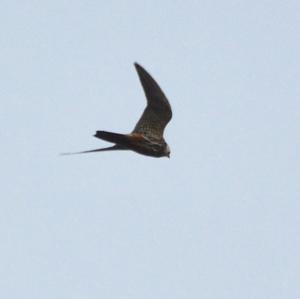 Eurasian Hobby