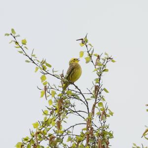 Yellowhammer