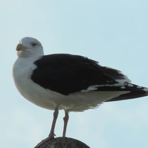 Great Black-backed Gull