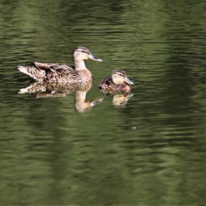 Mallard