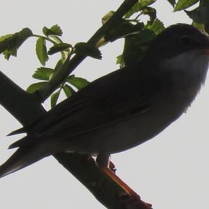 Common Whitethroat