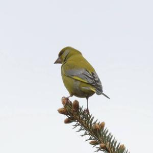 European Greenfinch