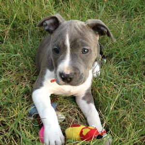 American Staffordshire Terrier